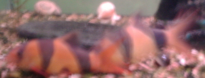CL5.JPG