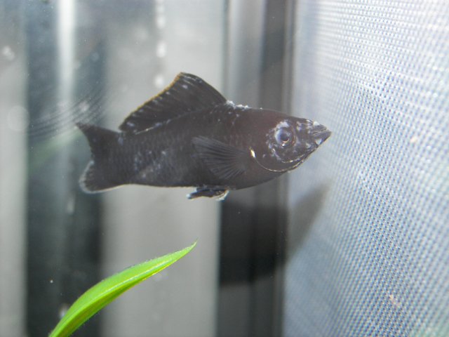 F U Question About Molly Fungus Aquariacentral Com