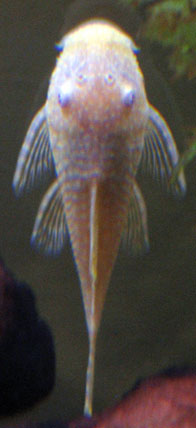 albino.jpg albino.jpg