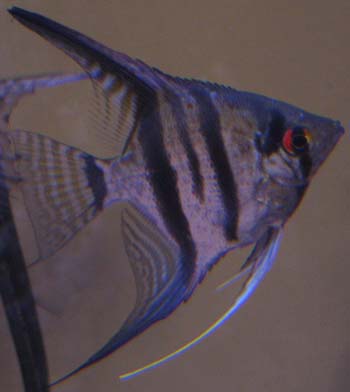 angel medium.jpg angel medium.jpg