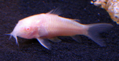 cory what.jpg cory what.jpg