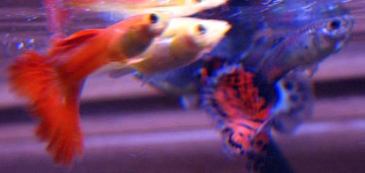 guppy trio.jpg guppy trio.jpg