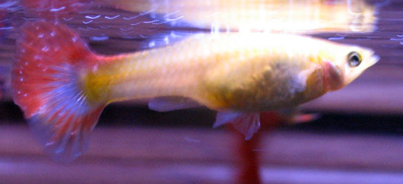 guppy yellow.jpg guppy yellow.jpg