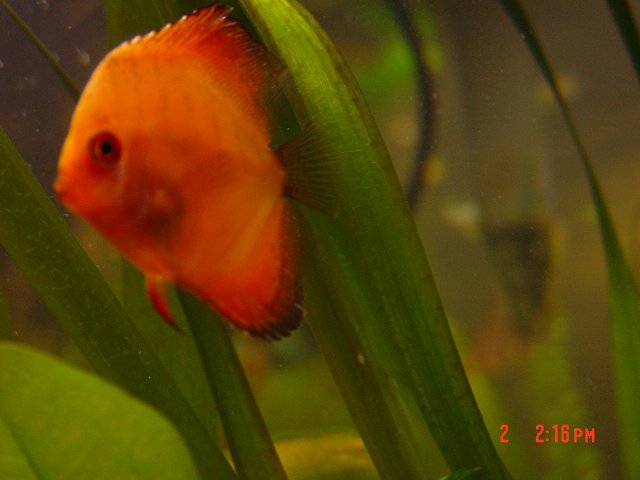 Discus 002.jpg