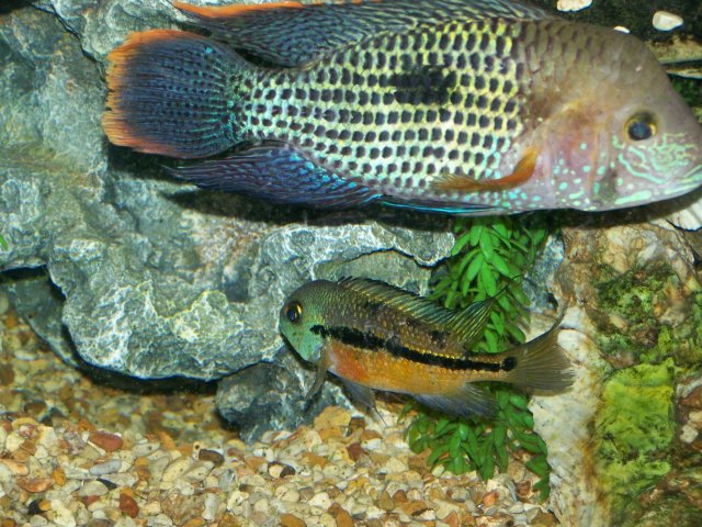 fish pics 007.jpg