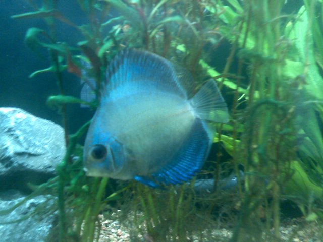 discus001-1.jpg