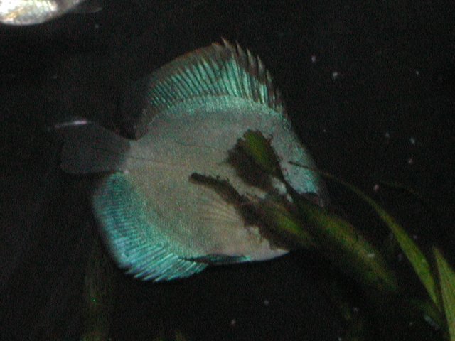 discus002.JPG discus002.JPG