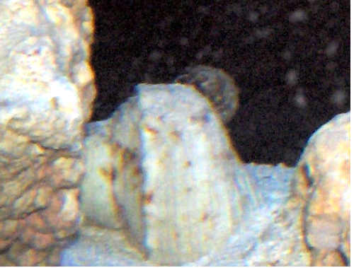 hermit crab on old snail shell.png