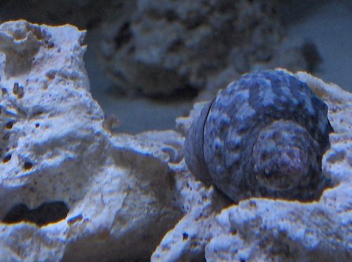 one of the snails.png