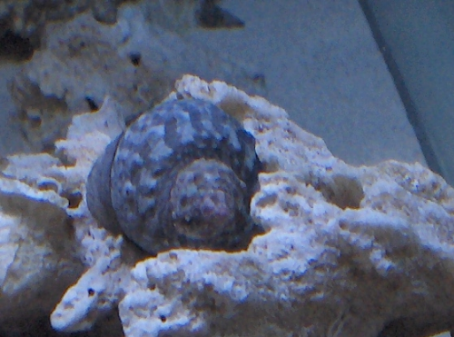 snail.png