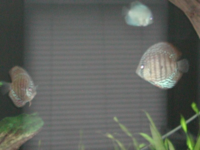 P1010017.JPG