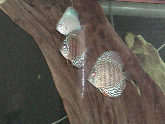 P1010025.JPG