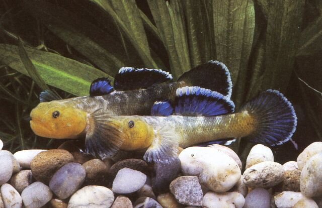Two Fishie.jpg