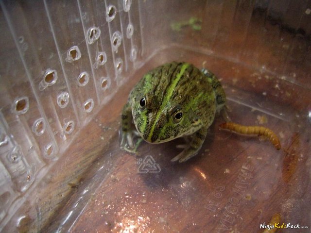 pyxie_frogs_06.jpg