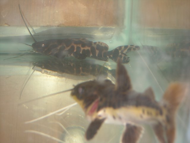 DSCN0083.JPG
