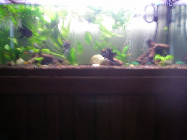 fish 059.jpg fish 059.jpg