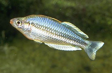 Fish.jpg