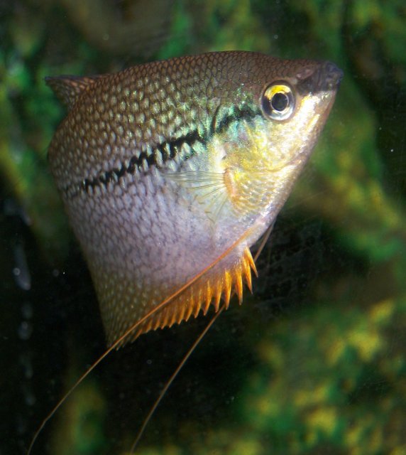 Kribensis, gourami 006.jpg