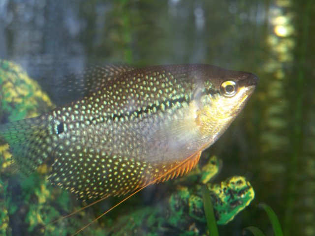 Kribensis, gourami 008.jpg