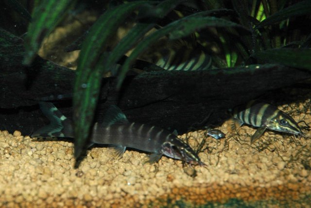 DSC_7640a.JPG