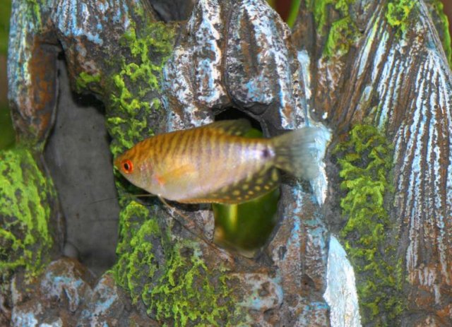 tiger - gourami.jpg