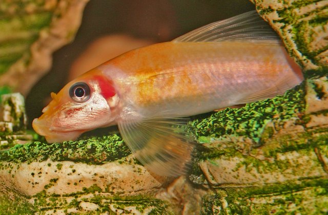 Algae Eater.jpg