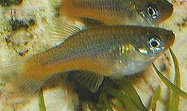 guees7.JPG