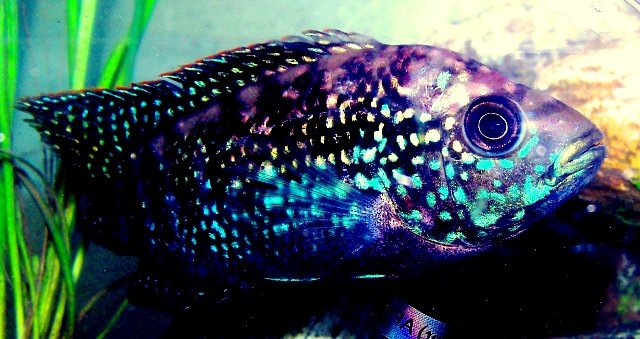 100_0528.jpg