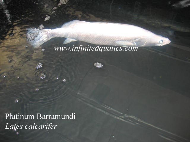 Platinum Barrramundi 2.jpg