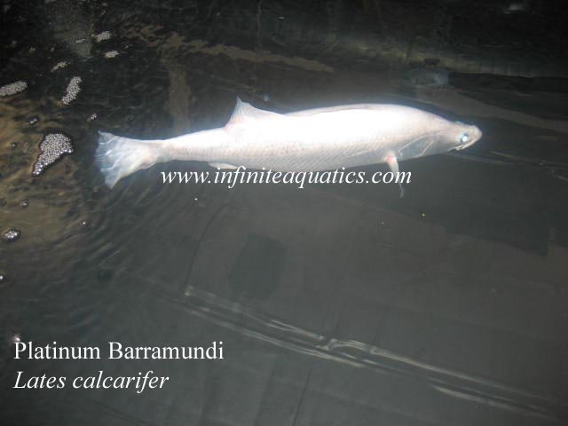 Platinum Barrramundi 3.jpg