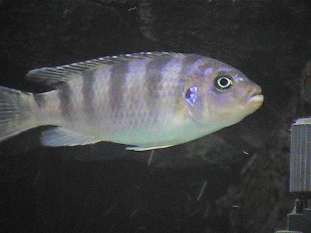 fish5.jpg