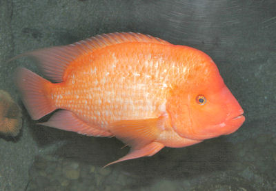 midas cichlid care