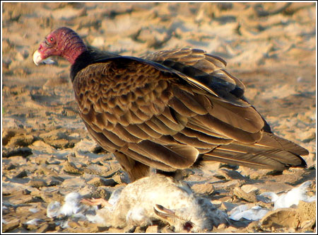Turkey-Vulture.jpg