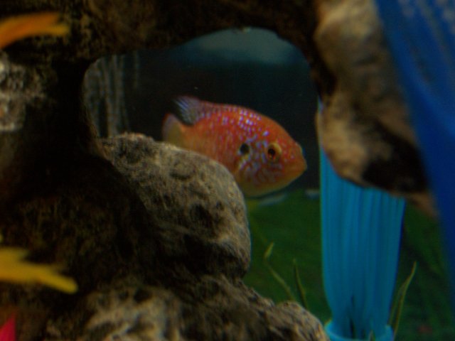 1-23-2008 baby fish 005.jpg
