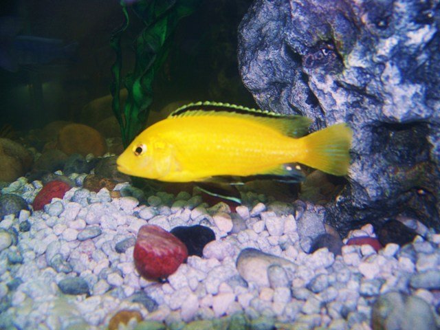 yellow L caeruleus.jpg