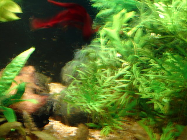 DSC00247.JPG