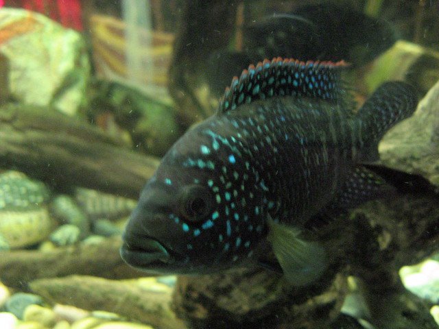 IMG_0656.JPG