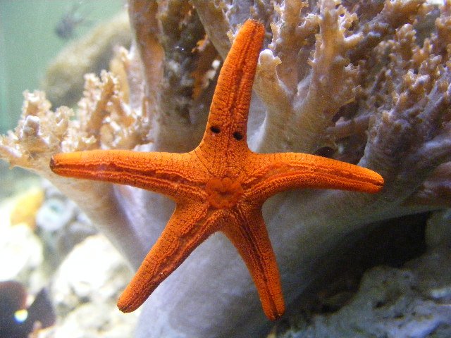 2008_0223tank0069.JPG