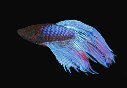 betta01.jpg