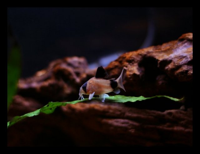 panda05.jpg