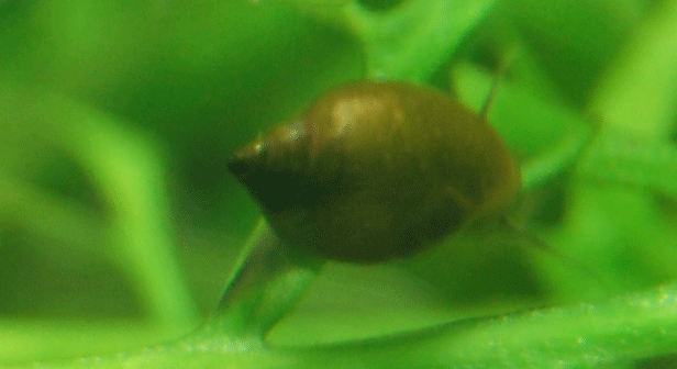 snail1.gif