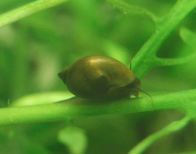 snail-2.gif