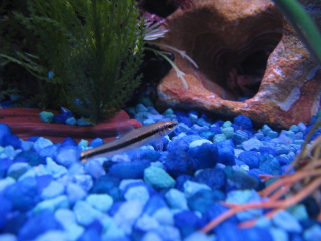Fish 223.jpg Fish 223.jpg