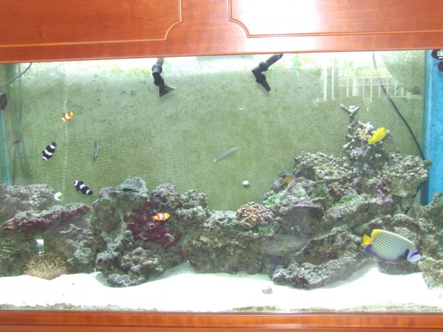 new fishies 005.JPG