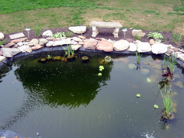 Pond 003.jpg