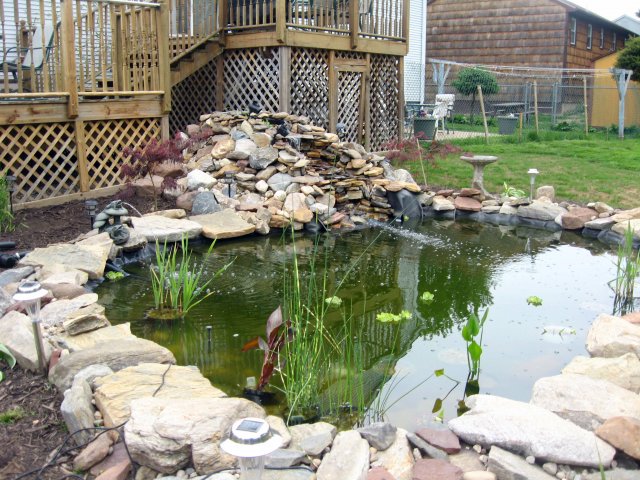 Pond 006.jpg