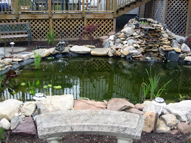 Pond 017.jpg