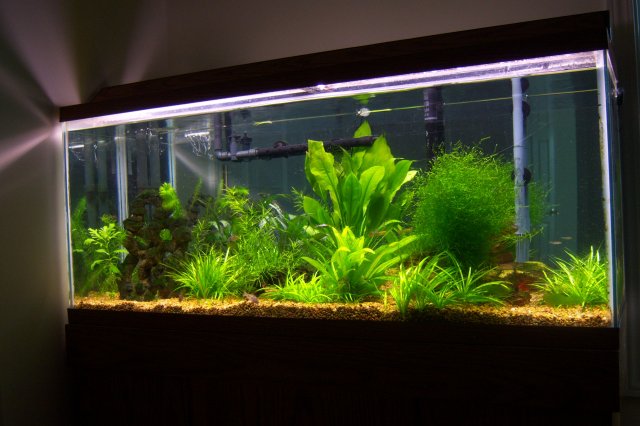 55G 001.jpg