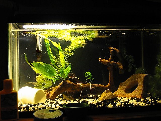 10g.JPG