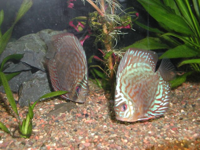 P5270003.JPG
